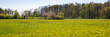 Frühlingswiese mit Löwenzahn (Taraxacum), Münsterland, Nordrhein-Westfalen, Deutschland, Europa