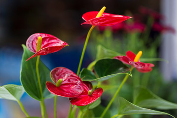 Wall Mural - Red anthuriums. Selective focus. Copy space, free space for text, flower card.
