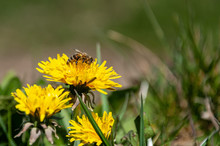 Dandelions In The Grass With A Friendly Bee