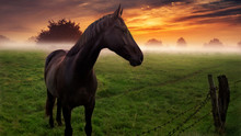 Horse On Field Against Sky During Sunset
