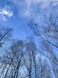 Looking up at the leafless birch trees