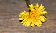 Żółty wiosenny kwiat na drewnianym stole.
