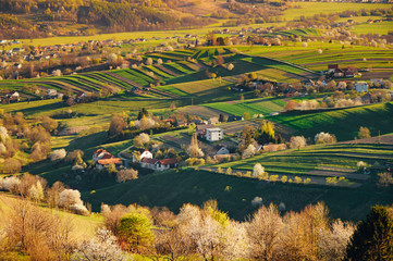 Spring time in beautiful agricultural landscape, green farm fields for animals and growing vegetables. Carpathian mountains, sunset light, blossom cherry trees.