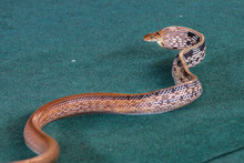 Elaphe Is A Genus Of Snakes In The Family Colubridae