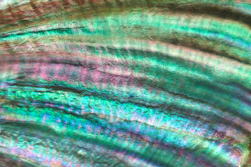 Wall Mural - seashell perl rainbow texture macro closeup background