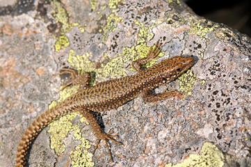 Poster - Cyren’s Rock Lizard, female / Spanische Gebirgseidechse, Weibchen (Iberolacerta cyreni castiliana), Sierra de Gredos, Spain / Spanien