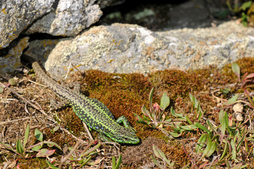 Poster - Leonese rock lizard, male - Galans Gebirgseidechse, Männchen (Iberolacerta galani), Peña Trevinca, Spain / Spanien