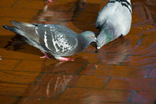 Pigeons Drinking On The Street