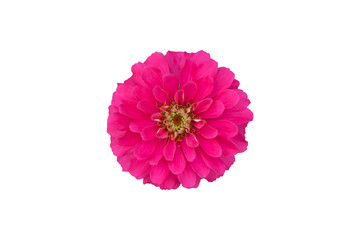 Wall Mural - Zinnia isolated on white background. Youth and Old Age(Zinnia elegans)