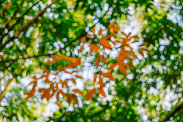 Top of rubber tree and rubber leaf and rubber plantation tree background at Tay Ninh, Vietnam.