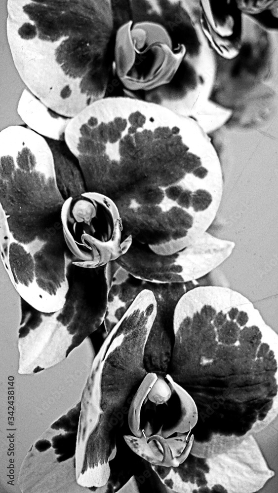 Kwiat storczyk  - obrazy, fototapety, plakaty 