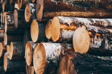 Pile of freshly cut down forest wood logs