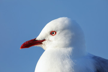 Poster - Portrait of Red-billed gull, Kaikoura peninsula, South Island, New Zealand