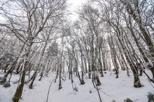 Photograph Military Base In The Woods Winter Trees With Cold Ice And Snow
