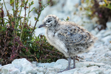 Canvas Print - Chick of Red-billed gull standing on rocks, Kaikoura peninsula, South Island, New Zealand