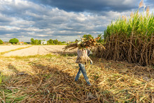 Sugar Cane And Workers Havesting Sugar Cane On Field At Tay Ninh, Vietnam.