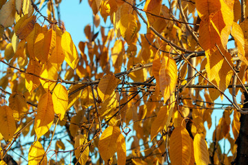 Yellow leaves on a sunny autumn day