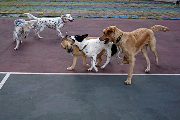 two dogs playing