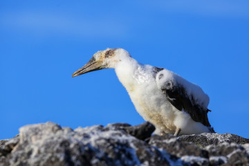 Poster - Nazca booby chick on Espanola Island, Galapagos National park, Ecuador.