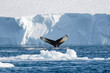 Walflosse im Eis