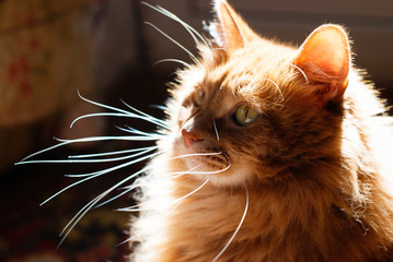 Wall Mural - Cute Cat in sun light - Beautiful red Cat indoor - Pets Care Concept