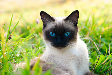 Wall Mural - Cute Cat in Green Grass in Summer - Beautiful Siamese Cat with blue Eyes - Playing Cat - Pets Care Concept
