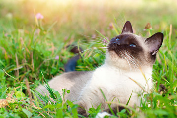 Wall Mural - Cute Cat in Green Grass in Summer - Beautiful Siamese Cat with blue Eyes - Playing Cat - Pets Care Concept