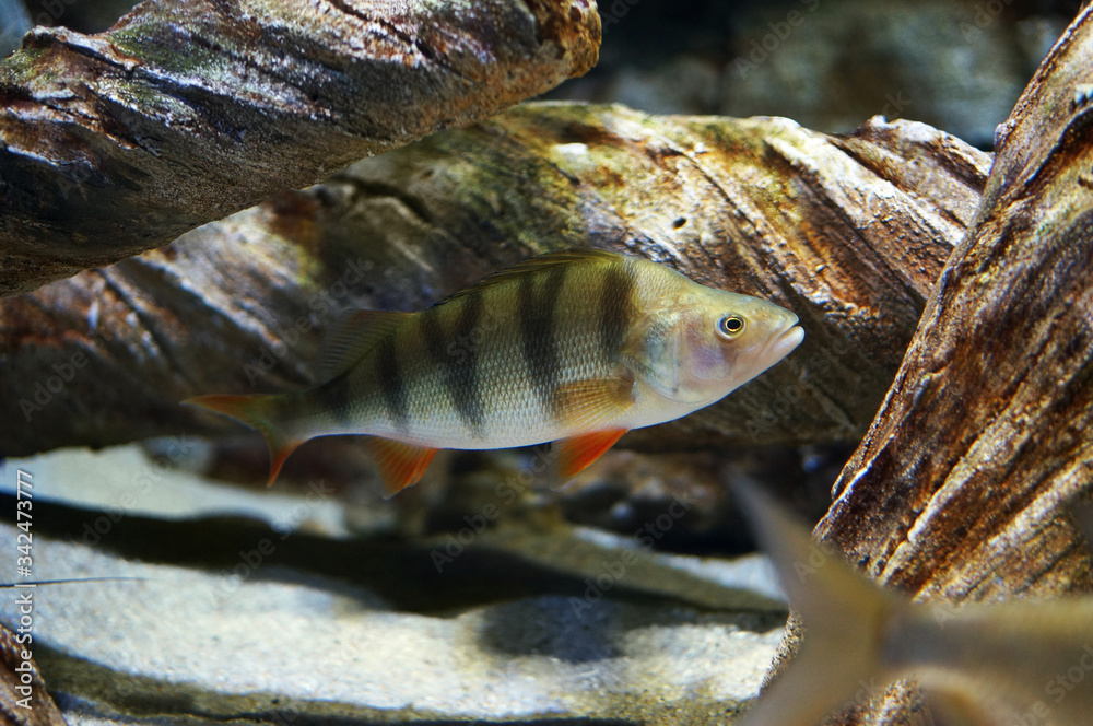 Peraca Fish Perca fluviatilis, commonly known as the common perch, European perch ...