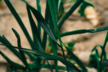 Green plant details. Dark moody tones for background. Close-up macro photography.