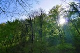 Fototapeta Łazienka - Green forest with rays of light