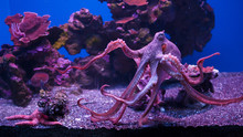 Close-up Of Octopus Swimming In Aquarium
