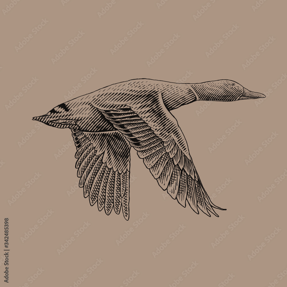 flying mallard duck detailed drawing Stock Vector | Adobe Stock