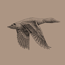 Flying Mallard Duck Detailed Drawing