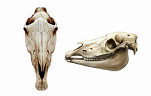 Horse Skull Frontally And In Profile