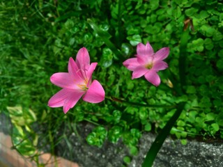 pink and white flowers