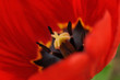 Wnętrze tulipana