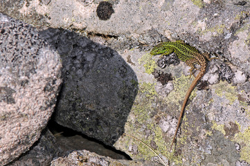 Poster - Iberische Gebirgseidechse, Männchen / Iberian Rock Lizard, male (Iberolacerta monticola monticola), Serra da Estrela, Portugal