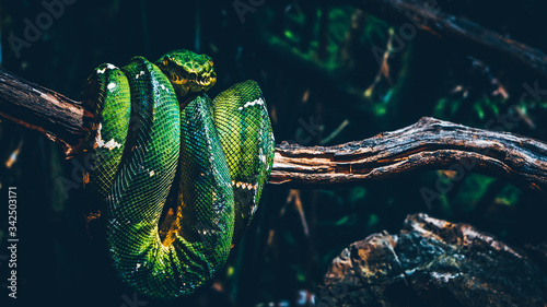 Fotografía Close-up Of Green Snake On Tree