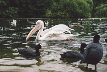 Pelican And Coots Swimming In Lake