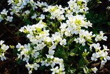 Fototapeta Fototapeta w kwiaty na ścianę - Gęsiówka kaukaska białe kwiaty