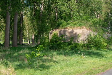 Old worl war 2 bunker reclaimed by the forest, Bruges, Belgium