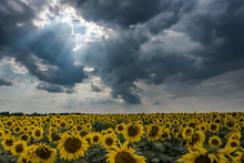 Scenic View Of Sunflower Field Against Cloudy Sky