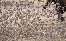 Flock Of Birds Take Flight In Front Of An Elephant