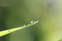 Close-up Of Water Drops On Grass
