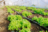 Fototapeta Nowy Jork - Growing lettuce in a greenhouse with drip irrigation.