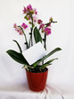 orchid in a red pot on a white background with a card for congratulations
