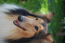 Close-up Portrait Of Dog