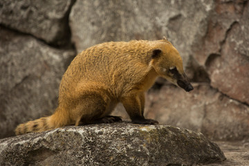 Wall Mural - South American coati, ring-tailed coati (Nasua nasua).