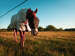 Horses In Field On Beautiful Afternoon