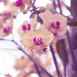 Fototapeta  - pink orchid isolated on blur background.